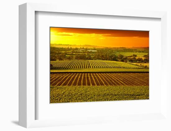 Barossa Vineyards Australia-null-Framed Art Print