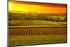 Barossa Vineyards Australia-null-Mounted Art Print