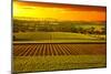 Barossa Vineyards Australia-null-Mounted Art Print