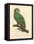 Barraband Parrot No. 110-Jacques Barraband-Framed Stretched Canvas