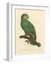 Barraband Parrot No. 110-Jacques Barraband-Framed Art Print