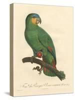 Barraband Parrot No. 110-Jacques Barraband-Stretched Canvas