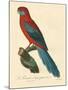 Barraband Parrot No. 78-Jacques Barraband-Mounted Art Print