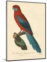 Barraband Parrot No. 78-Jacques Barraband-Mounted Art Print