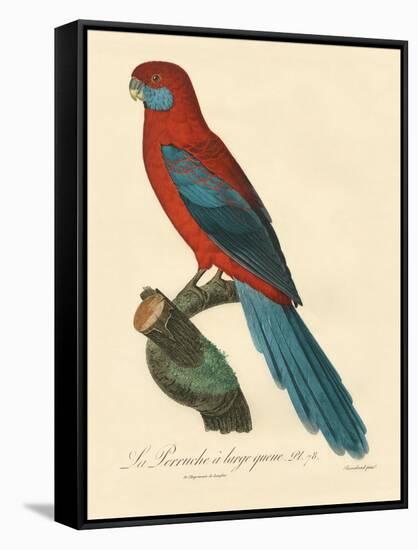 Barraband Parrot No. 78-Jacques Barraband-Framed Stretched Canvas