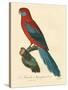 Barraband Parrot No. 78-Jacques Barraband-Stretched Canvas