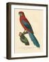 Barraband Parrot No. 78-Jacques Barraband-Framed Art Print