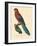 Barraband Parrot No. 78-Jacques Barraband-Framed Art Print