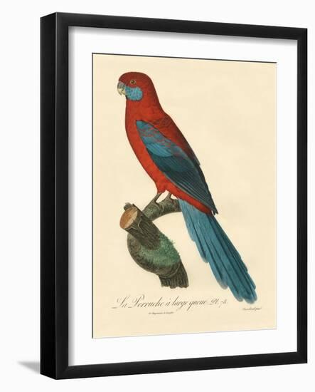 Barraband Parrot No. 78-Jacques Barraband-Framed Art Print