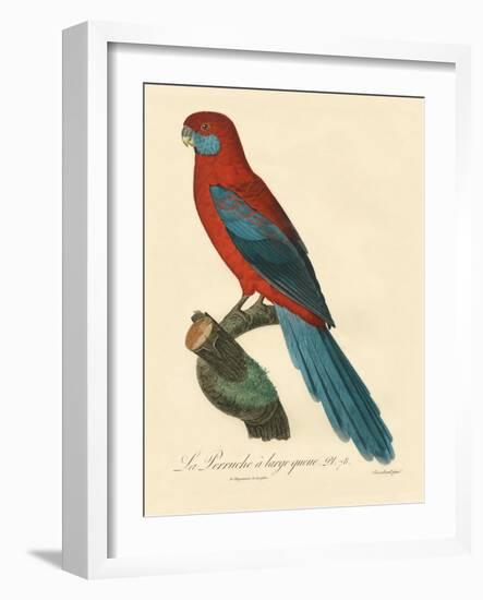 Barraband Parrot No. 78-Jacques Barraband-Framed Art Print