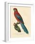 Barraband Parrot No. 78-Jacques Barraband-Framed Art Print