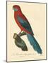 Barraband Parrot No. 78-Jacques Barraband-Mounted Art Print