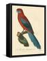 Barraband Parrot No. 78-Jacques Barraband-Framed Stretched Canvas