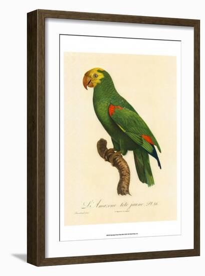 Barraband Parrot No. 86-Jacques Barraband-Framed Art Print