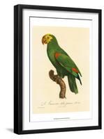 Barraband Parrot No. 86-Jacques Barraband-Framed Art Print