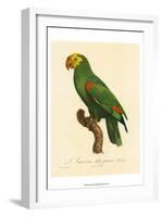 Barraband Parrot No. 86-Jacques Barraband-Framed Art Print