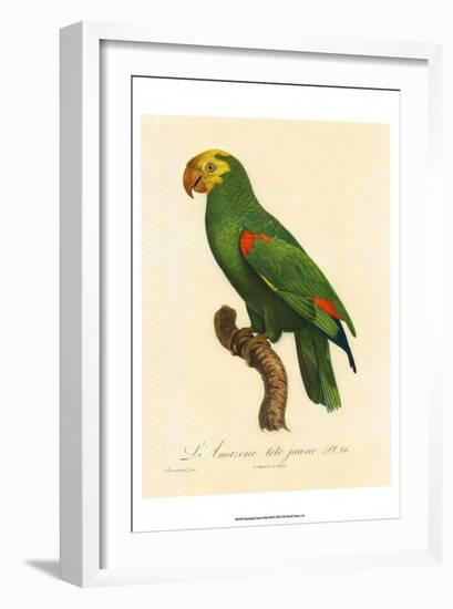 Barraband Parrot No. 86-Jacques Barraband-Framed Art Print