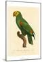 Barraband Parrot No. 86-Jacques Barraband-Mounted Art Print