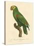 Barraband Parrot No. 86-Jacques Barraband-Stretched Canvas