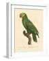 Barraband Parrot No. 86-Jacques Barraband-Framed Art Print