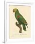 Barraband Parrot No. 86-Jacques Barraband-Framed Art Print