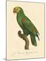 Barraband Parrot No. 86-Jacques Barraband-Mounted Art Print