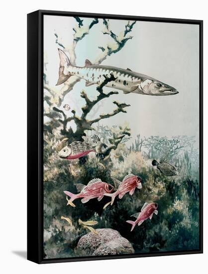 Barracuda and Reef Fishes-null-Framed Stretched Canvas