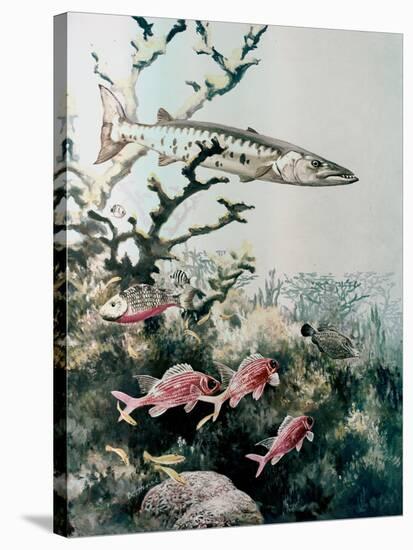 Barracuda and Reef Fishes-null-Stretched Canvas