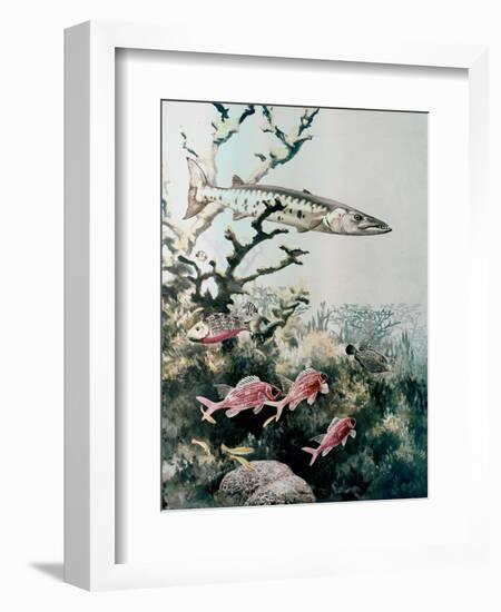 Barracuda and Reef Fishes-null-Framed Giclee Print