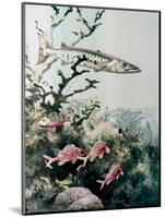 Barracuda and Reef Fishes-null-Mounted Giclee Print