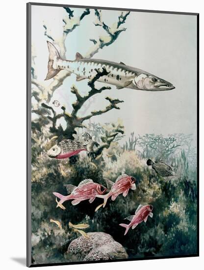 Barracuda and Reef Fishes-null-Mounted Giclee Print