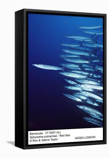 Barracuda Shoal-null-Framed Stretched Canvas