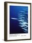 Barracuda Shoal-null-Framed Photographic Print