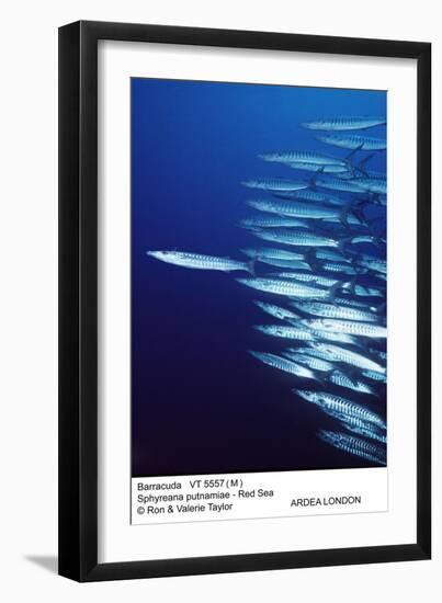 Barracuda Shoal-null-Framed Photographic Print