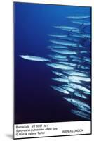 Barracuda Shoal-null-Mounted Photographic Print