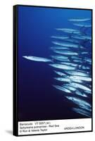 Barracuda Shoal-null-Framed Stretched Canvas