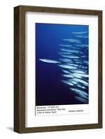 Barracuda Shoal-null-Framed Photographic Print