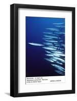 Barracuda Shoal-null-Framed Photographic Print