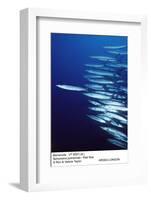 Barracuda Shoal-null-Framed Photographic Print