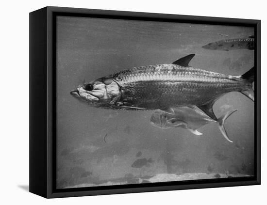 Barracuda Swimming Through the Ocean-null-Framed Stretched Canvas