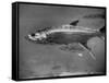 Barracuda Swimming Through the Ocean-null-Framed Stretched Canvas