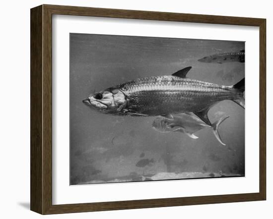 Barracuda Swimming Through the Ocean-null-Framed Photographic Print