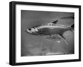 Barracuda Swimming Through the Ocean-null-Framed Photographic Print