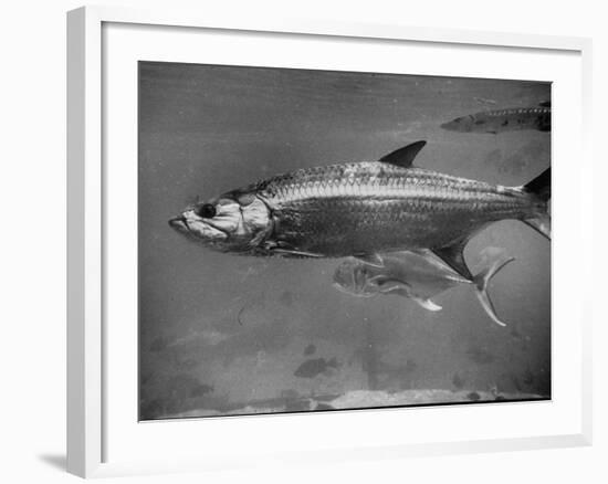 Barracuda Swimming Through the Ocean-null-Framed Photographic Print