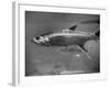 Barracuda Swimming Through the Ocean-null-Framed Photographic Print