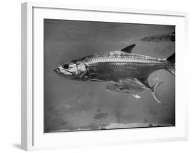 Barracuda Swimming Through the Ocean-null-Framed Photographic Print