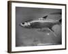 Barracuda Swimming Through the Ocean-null-Framed Photographic Print