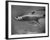 Barracuda Swimming Through the Ocean-null-Framed Photographic Print