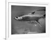 Barracuda Swimming Through the Ocean-null-Framed Photographic Print