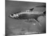 Barracuda Swimming Through the Ocean-null-Mounted Photographic Print